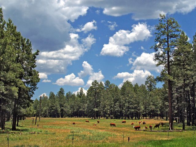 Cattle in Alpine Meadow
