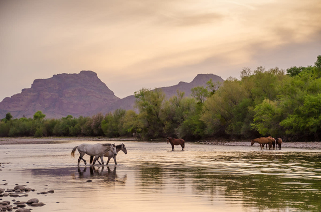 Wild Horses