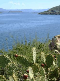 Roosevelt Lake, Arizona